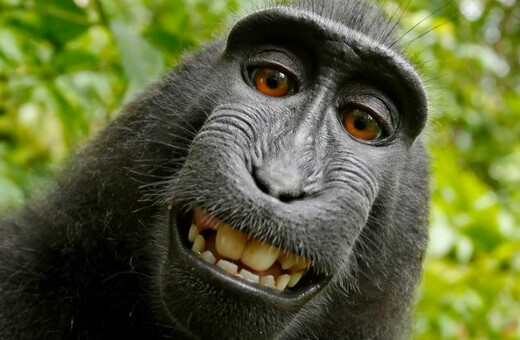 Η «μαϊμού που έβγαλε selfie» απειλείται με εξαφάνιση λόγω κυνηγιού για το κρέας της