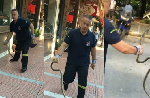 Λαρισαίος Πυροσβέστης τα βάζει με φίδι και τελικά το πιάνει με γυμνά χέρια - ΒΙΝΤΕΟ