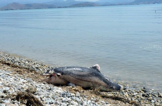 Νεκρό δελφίνι με πολλά χτυπήματα και κομμένη ουρά στην Αργολίδα