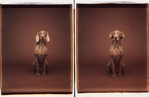 Τα πολύ γκλάμορους σκυλιά του William Wegman