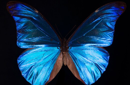 Ο μαγικός χορός μιας «κυανής πεταλούδας» που πετάει για πρώτη φορά