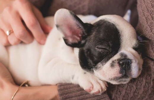 6 στάσεις που παίρνουν οι σκύλοι στον ύπνο και τι ακριβώς σημαίνει καθεμία από αυτές
