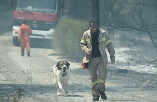 Έκκληση για τα σκυλιά που εγκαταλείφθηκαν μετά τις πυρκαγιές στη Αττική