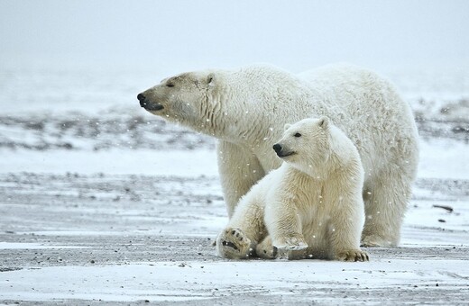 Πρόστιμο σε όσους ενοχλούν τις πολικές αρκούδες στην Αρκτική