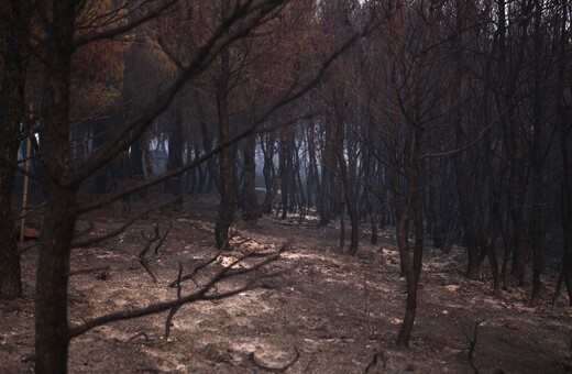 Το Αστεροσκοπείο διαψεύδει τον Τσίπρα - Εκτιμά ότι κάηκαν 39.000 στρέμματα στην ανατ. Αττική