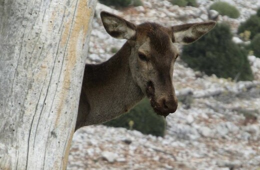 Πυροβόλησαν στο κεφάλι μαμά ελαφίνα στην Πάρνηθα - Πώς την έσωσε ο Αnima