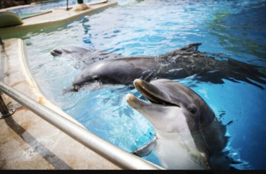 Καταγγελία για τη βασανιστική μεταφορά/εκδίωξη υπέργηρου θηλυκού δελφινιού απ' το Αττικό Πάρκο - Και η απάντηση του πάρκου