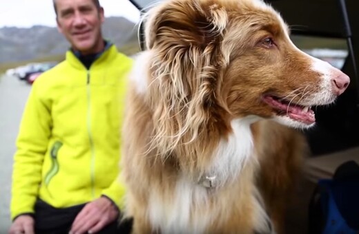 Ένας σκύλος διάσωσης από χιονοστιβάδες απολαμβάνει τη συνταξιοδότησή του