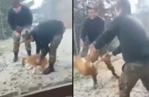 Πανελλήνια οργή για το βίντεο που δείχνει φαντάρους σε στρατόπεδο να ρίχνουν γελώντας σκύλο σε γκρεμό