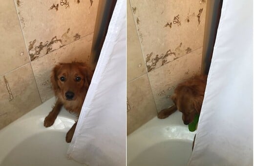 Αυτός ο σκύλος νομίζει πως η ιδιοκτήτριά του στενοχωριέται στο μπάνιο κι όταν τη βλέπει κάνει κάτι απίστευτα γλυκό