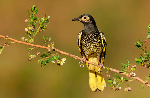 How an endangered Australian songbird is forgetting its love songs