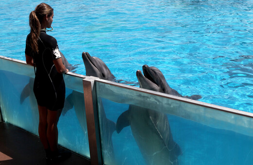 Πρόστιμο στο Αττικό Ζωολογικό Πάρκο - Ακτιβιστές για τα δικαιώματα των ζώων διέκοψαν την παράσταση με τα δελφίνια
