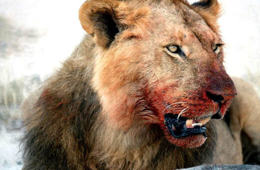 Αγέλη λιονταριών κατασπάραξε τρεις λαθροκυνηγούς - Λουτρό αίματος στο σημείο