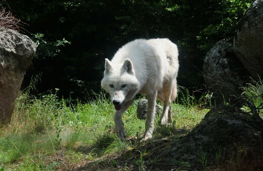 Δηλητηρίαση απειλούμενων ειδών με δολώματα - Έκκληση των περιβαλλοντικών οργανώσεων 