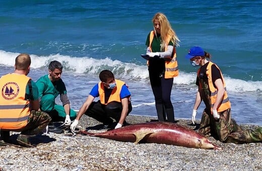 Τι σκοτώνει τα δελφίνια στο Αιγαίο: Ανησυχία από το Αρχιπέλαγος - O ρόλος της Τουρκίας