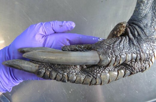 Το πόδι του πλάσματος που μπορεί να σκοτώσει με ένα χτύπημα - και δεν είναι δεινόσαυρος
