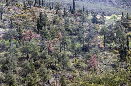 Σέιχ Σου: Η καταστροφή του δάσους από το φλοιοφάγο έντομο συνεχίζεται