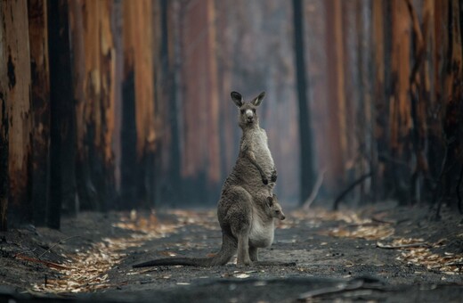 WWF: Τρία δισεκ. ζώα κάηκαν ή εκτοπίστηκαν στις φονικές πυρκαγιές της Αυστραλίας