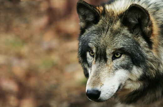Naya: Ο πρώτος λύκος που εμφανίστηκε στο Βέλγιο μετά από 100 χρόνια, μάλλον σκοτώθηκε