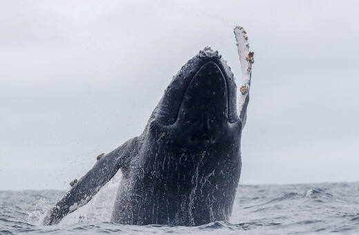 Οι φάλαινες αντιμετωπίζουν «πραγματικό και άμεσο» κίνδυνο εξαφάνισης - Ηχηρή επιστολή από εκατοντάδες ειδικούς