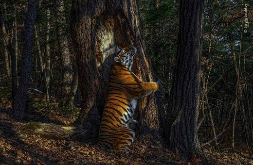 Τίγρη αγκαλιάζει δέντρο- Χρειάστηκε 11 μήνες για αυτή τη φωτογραφία, αλλά του χάρισε το μεγάλο βραβείο