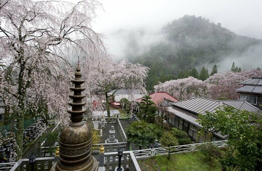 Οι κερασιές στην Ιαπωνία είχαν να ανθίσουν τόσο νωρίς από το 812 μ.Χ