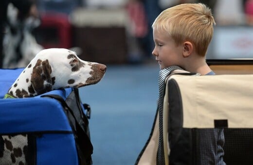 Ποιος κρατάει τα κατοικίδια μετά το διαζύγιο; Νομοσχέδιο στις Ισπανία «λύνει» τις διαφορές