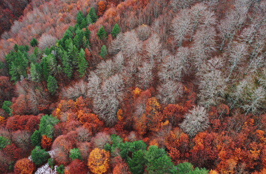 Forests the size of France regrown since 2000, study suggests