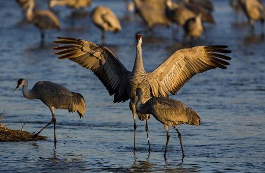 Cranes: Flying giant returning to Ireland after 300 years
