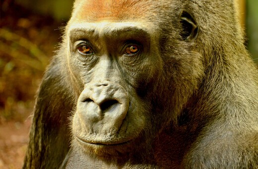 Οι μεγάλοι πίθηκοι θα χάσουν το 90% των εδαφών τους στην Αφρική ως το 2050, σύμφωνα με έρευνα