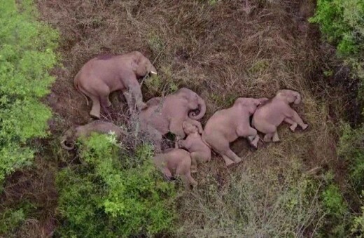 Οι «ταξιδιάρηδες» ελέφαντες που διασχίζουν την Κίνα πήραν έναν υπνάκο