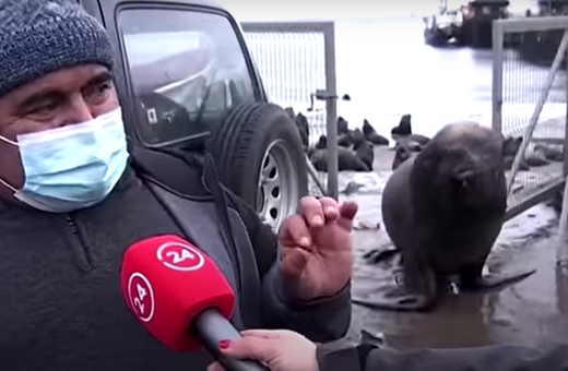 Viral βίντεο με θαλάσσιο ελέφαντα που διακόπτει συνέντευξη στη Χιλή 