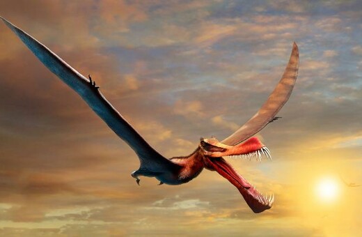 Απολίθωμα πτερόσαυρου ανακαλύφθηκε στην Αυστραλία - Ένας «δράκος» που είχε τους μικρούς δεινοσαύρους για «σνακ» 