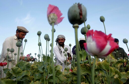Το όπιο του Αφγανιστάν: Πώς και πόσα χρήματα βγάζουν οι Ταλιμπάν