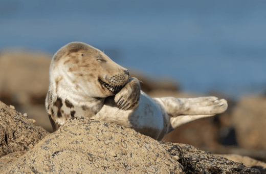 Comedy Wildlife Photography Awards: Όταν η φύση έχει κέφια