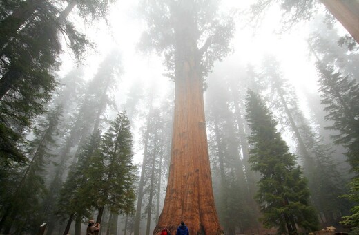 World’s largest tree wrapped in fire-resistant blanket as California blaze creeps closer