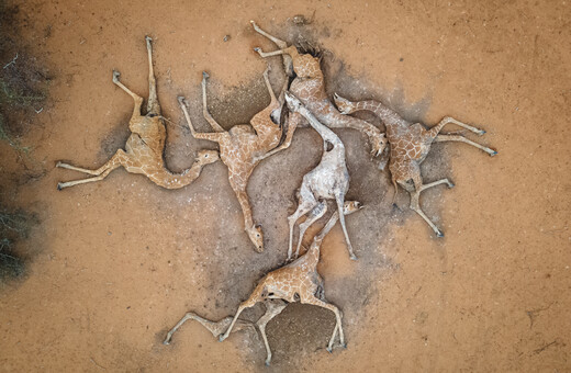 Six dead giraffes: Kenya drought horror captured in single picture