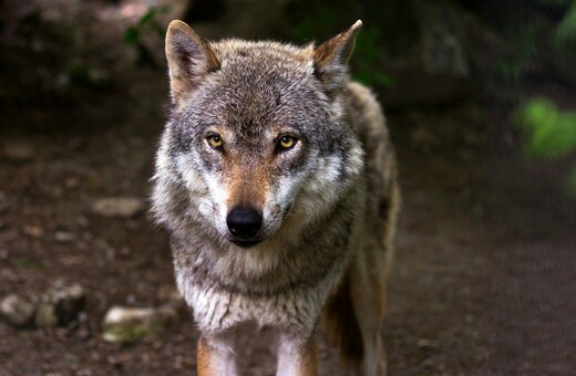 Λύκος επιτέθηκε και άρπαξε σκύλο οικογένειας στην Πάρνηθα 