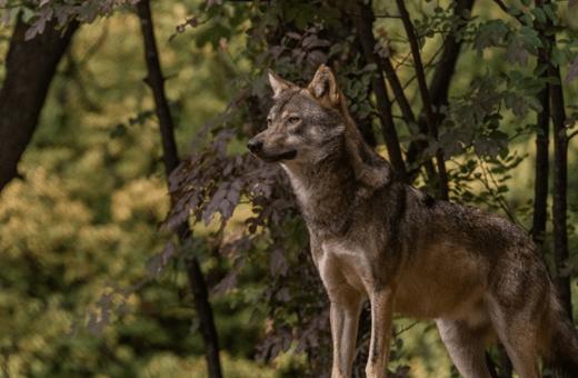 Αρκτούρος: Τεράστια ευκαιρία η επανεμφάνιση του λύκου στην Πάρνηθα- Να σεβόμαστε τα όρια της άγριας ζωής