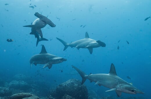 Αυξήθηκαν πέρυσι οι επιθέσεις από καρχαρίες, έπειτα από τρία χρόνια πτώσης