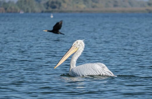 Μικρή Πρέσπα: 574 αργυροπελεκάνοι νεκροί από τη γρίπη των πτηνών 