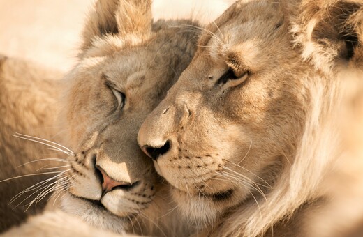 Επιστήμονες χορήγησαν σε λιοντάρια την «ορμόνη της αγάπης» - Τι ientists Gave Lions the Love Hormone Oxytocin To See What Would Happen
