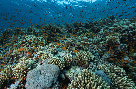 Κοραλλιογενείς ύφαλοι 