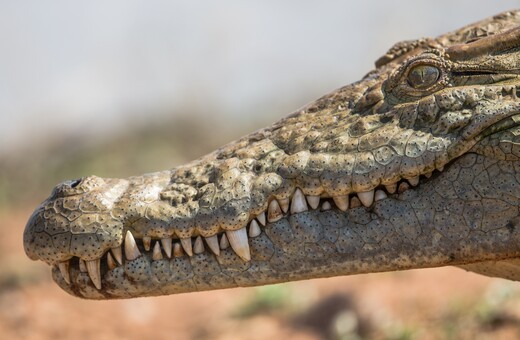 Man wrestles free from freshwater crocodile at remote Queensland waterfall