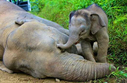 Επιστήμονες ανακάλυψαν μέσω Youtube ότι οι ελέφαντες θρηνούν τους νεκρούς τους