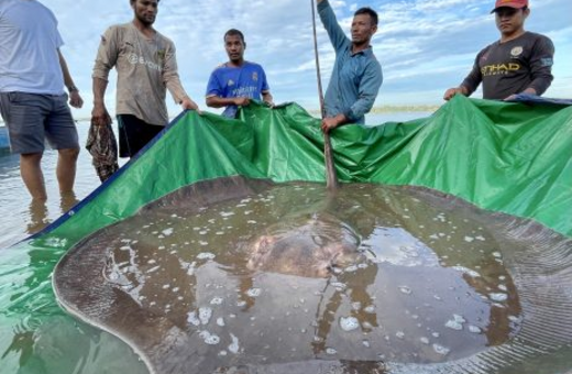 Watch a Giant Stingray’s Safe Return to Its River Home