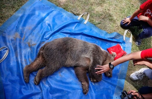 Αρκτούρος: Επέστρεψαν στη φύση 3 αρκούδες και λύκος που είχαν βρεθεί ορφανά- Με τη βοήθεια παιδιών