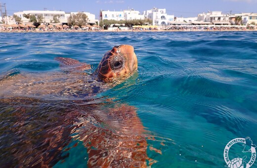 Μάριος: Η θαλάσσια χελώνα της Νάξου που έγινε viral για τη «μεγάλη όρεξη» για μωβ μέδουσες