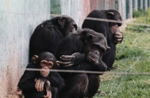 Αττικό Ζωολογικό Πάρκο: Θανατώθηκε χιμπατζής που διέφυγε από το κλουβί του
