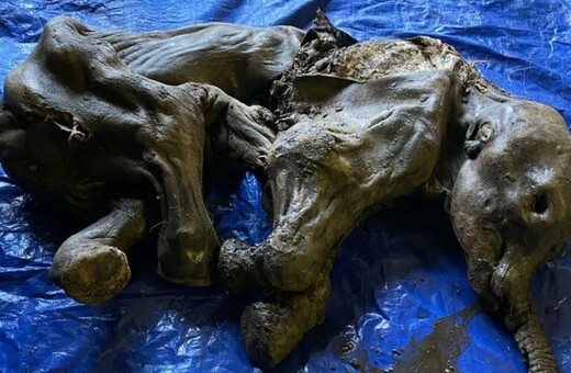 Frozen baby mammoth discovered in Yukon excites Canada